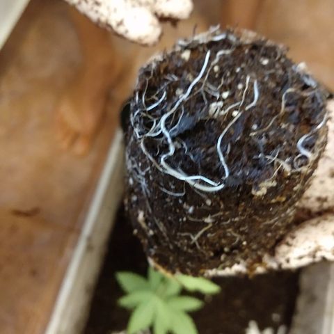 OutLaw growlog photo: Lindas raíces 😍