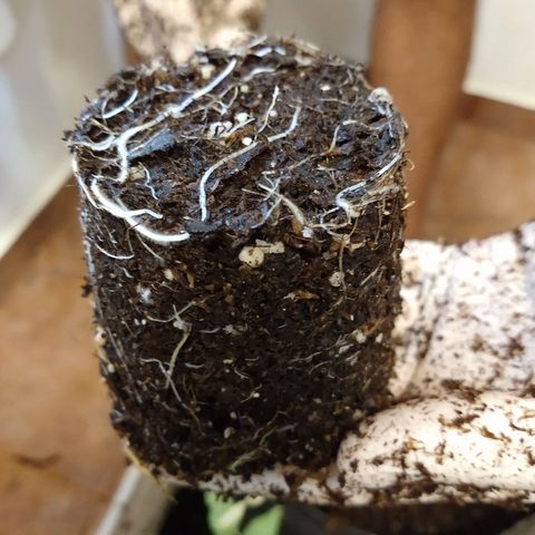 OutLaw growlog photo: Lindas raíces 😍