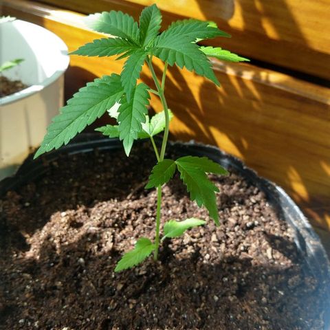 OutLaw growlog photo: En la maceta de 20L