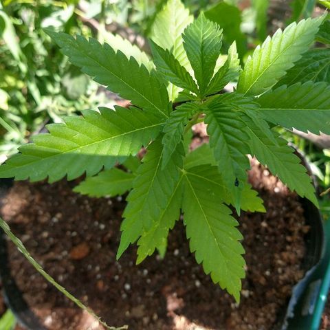 OutLaw growlog photo: Regadita para que crezca piola