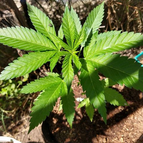 OutLaw growlog photo: Linda