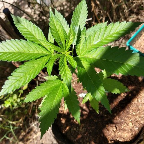 OutLaw growlog photo: Linda