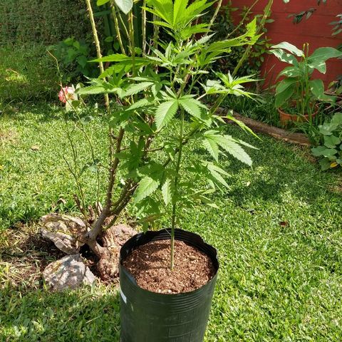 OutLaw growlog timeline photo