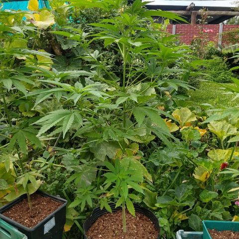 OutLaw growlog timeline photo