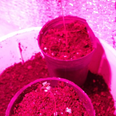 AK47 #1 growlog photo: Se mudaron al indoor