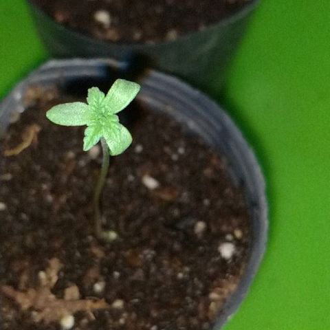AK47 #1 growlog photo: La triple