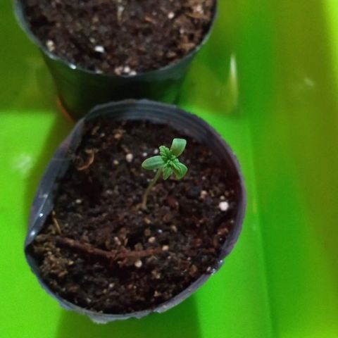 AK47 #1 growlog photo: La triple