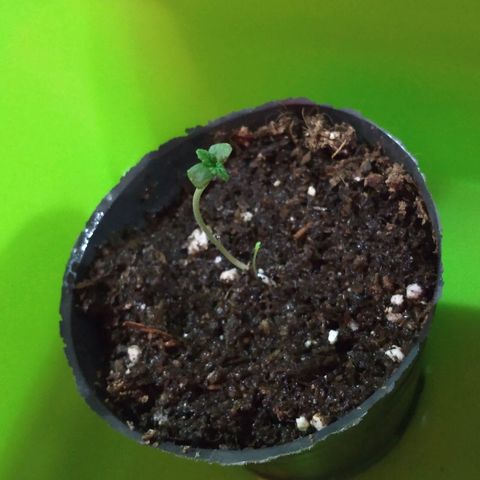 AK47 #2 growlog photo: Se mudo al indoor