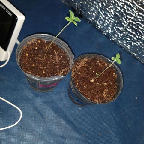 AK47 #1 growlog photo: Creciendo en el indoor
