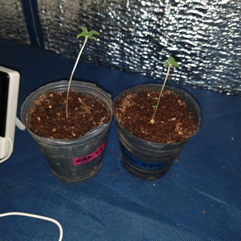 AK47 #1 growlog photo: Creciendo en el indoor