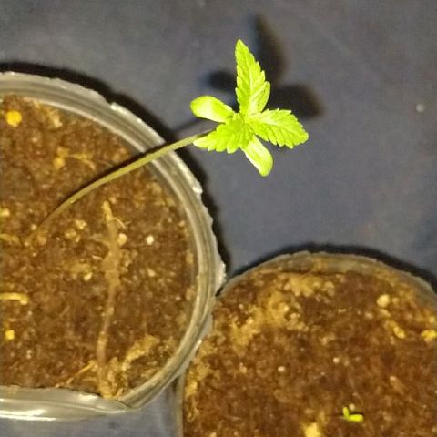 AK47 #1 growlog timeline photo