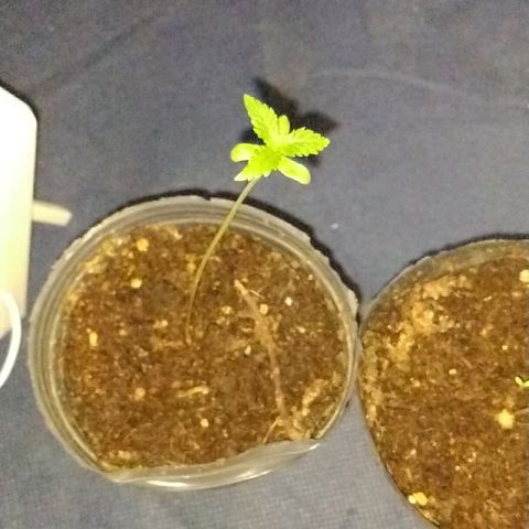 AK47 #1 growlog timeline photo