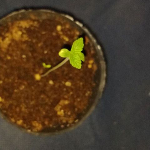 AK47 #2 growlog timeline photo