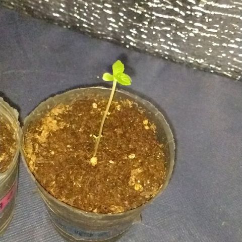 AK47 #2 growlog timeline photo