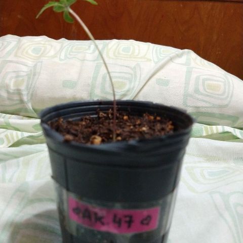 AK47 #1 growlog timeline photo