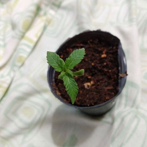 AK47 #1 growlog timeline photo