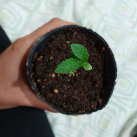 AK47 #2 growlog timeline photo
