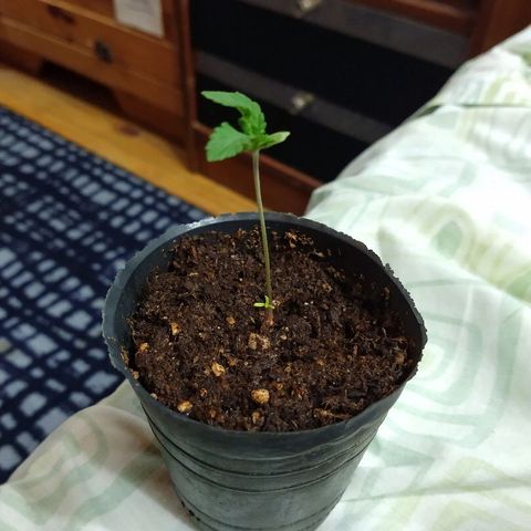 AK47 #2 growlog timeline photo