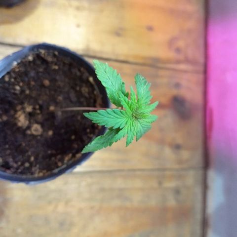 AK47 #1 growlog timeline photo