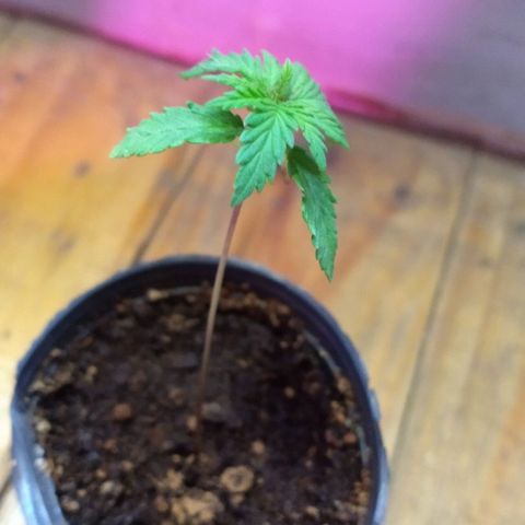 AK47 #1 growlog timeline photo