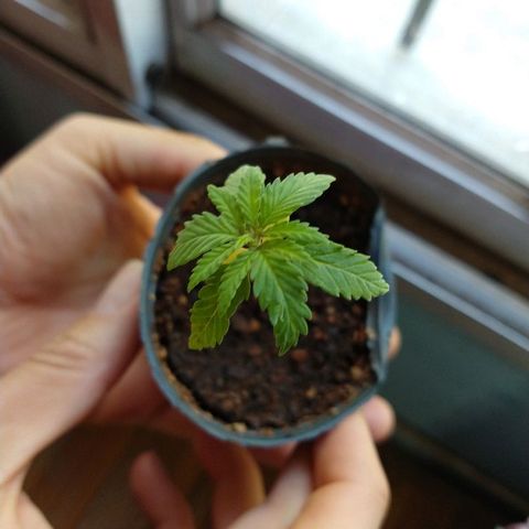 AK47 #1 growlog timeline photo