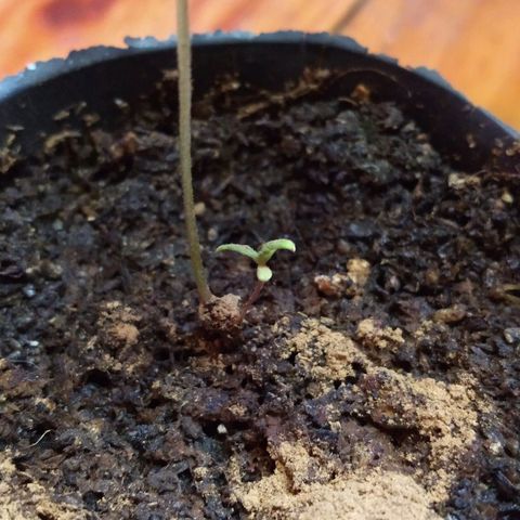 AK47 #2 growlog timeline photo