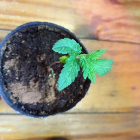 AK47 #2 growlog timeline photo