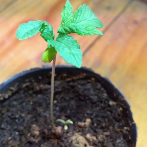 AK47 #2 growlog timeline photo