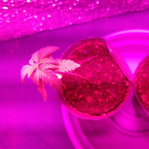 AK47 #1 growlog photo: Creciendo
