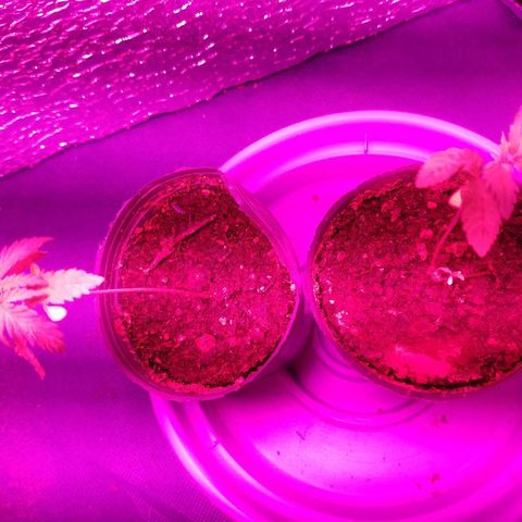 AK47 #1 growlog photo: Creciendo