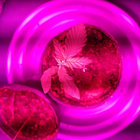 AK47 #1 growlog photo: Creciendo