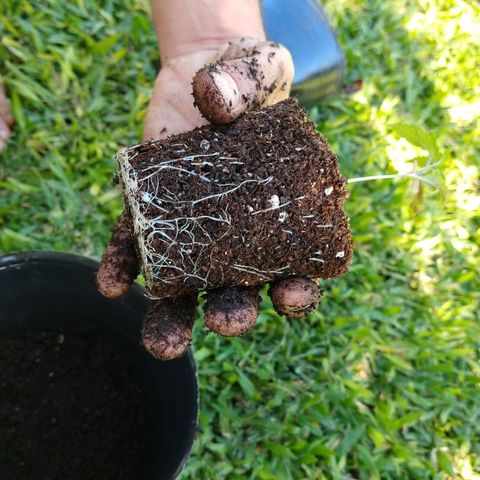 AK47 #1 growlog photo: Trasplante a maceta de 3 litros