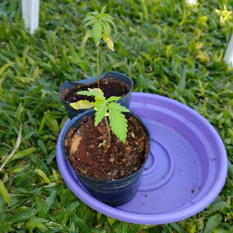 AK47 #1 growlog photo: Trasplante a maceta de 3 litros
