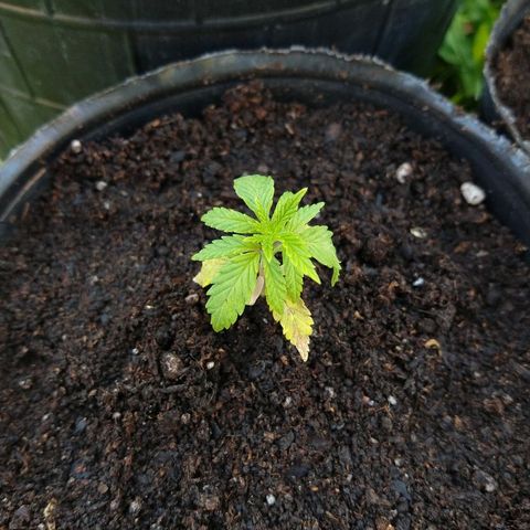 AK47 #1 growlog photo: Trasplante a maceta de 3 litros
