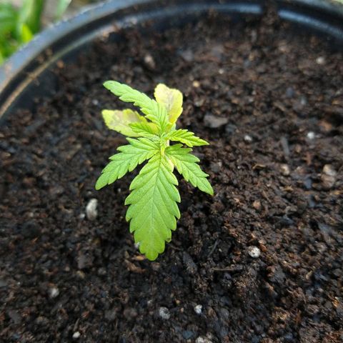AK47 #2 growlog photo: En maceta de 3 litros y separada de su siamesa