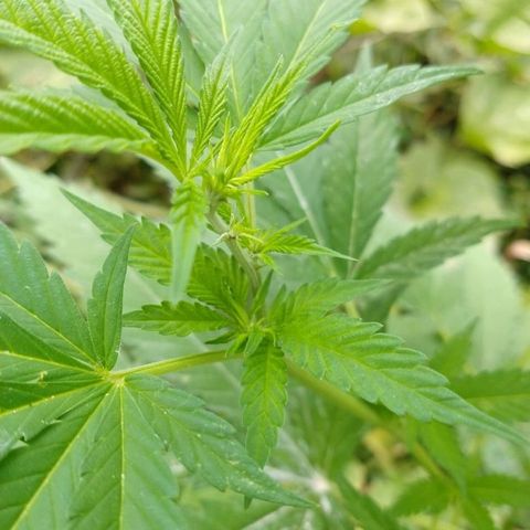 OutLaw growlog photo: Empezó a florar 