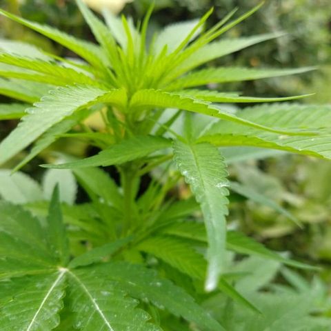 OutLaw growlog photo: Empezó a florar 