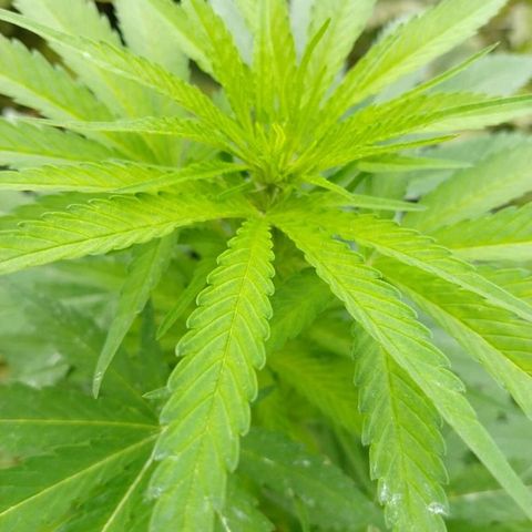 OutLaw growlog photo: Empezó a florar 