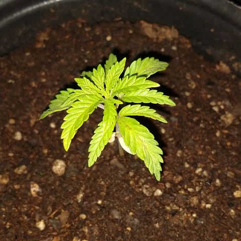 AK47 #1 growlog photo: Al indoor después de una tarde de sol