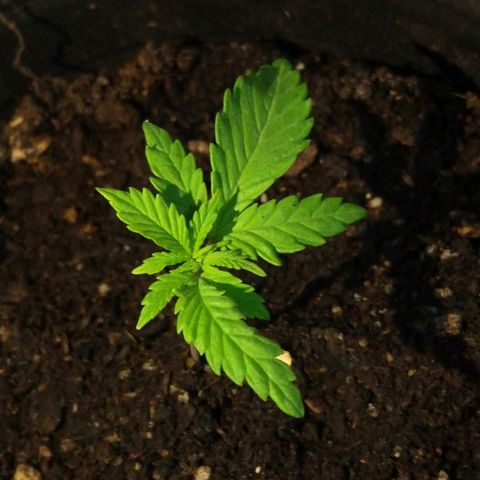 AK47 #2 growlog photo: Al indoor después de una tarde de sol