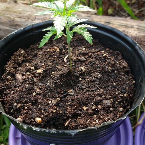 AK47 #1 growlog photo: Tomando sol