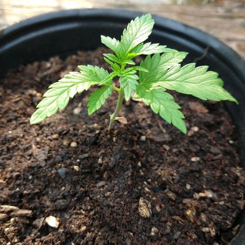 AK47 #2 growlog photo: Tomando sol