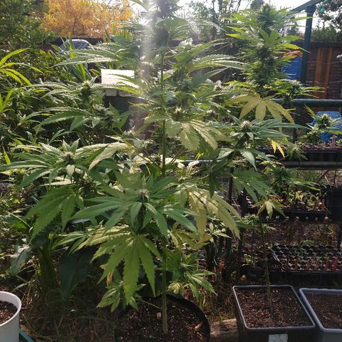 OutLaw growlog photo: Tomando sol de otoño