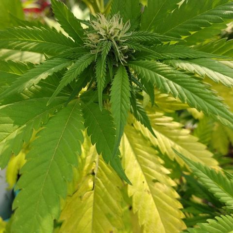 OutLaw growlog photo: Tomando sol de otoño