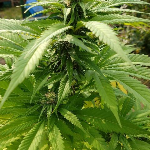 OutLaw growlog photo: Tomando sol de otoño