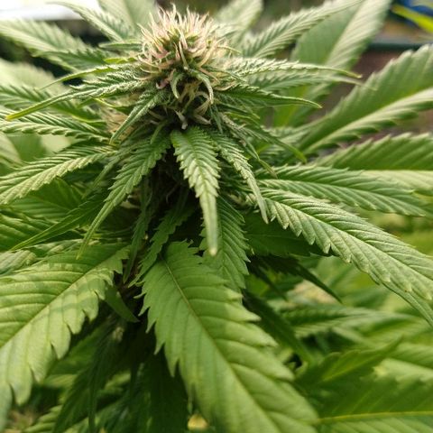 OutLaw growlog photo: Tomando sol de otoño