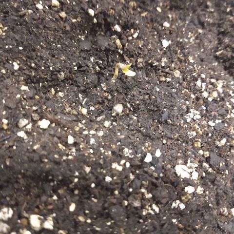 Purple Bud auto growlog timeline photo