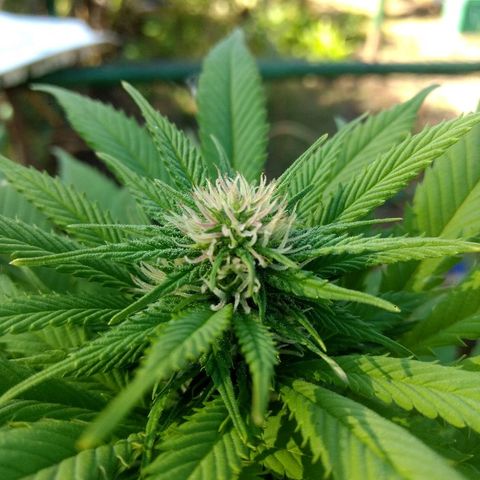 OutLaw growlog timeline photo