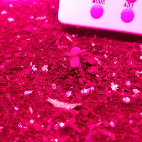 Purple Bud auto growlog photo: Noche en el indoor