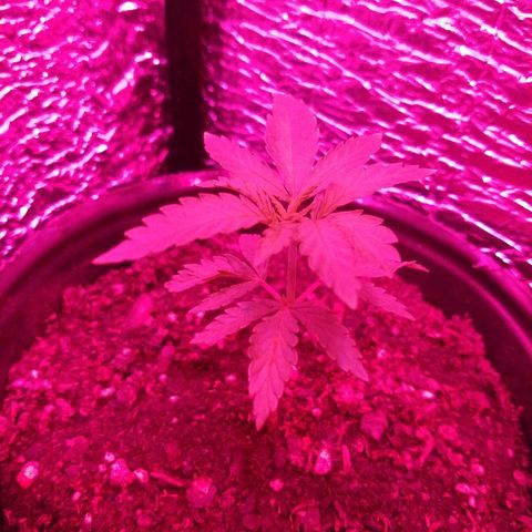AK47 #1 growlog photo: De noche en el indoor